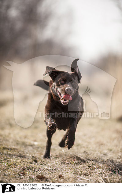 rennender Labrador Retriever / running Labrador Retriever / AP-13302