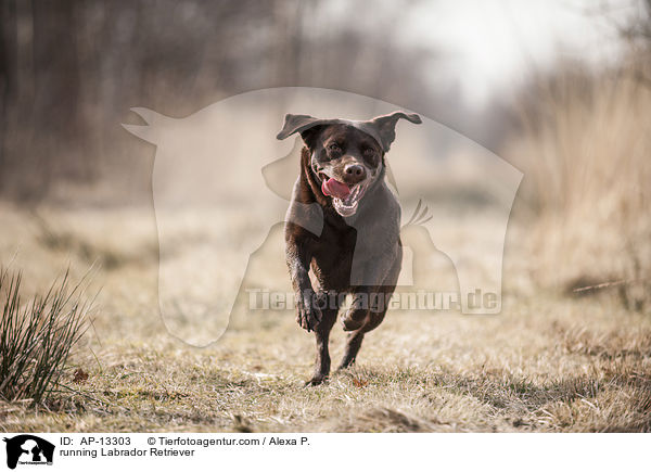 rennender Labrador Retriever / running Labrador Retriever / AP-13303
