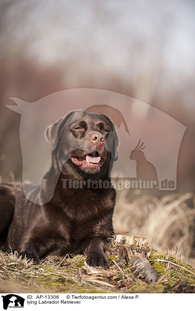 liegender Labrador Retriever / lying Labrador Retriever / AP-13306