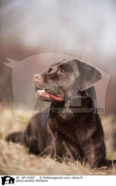 liegender Labrador Retriever / lying Labrador Retriever / AP-13307