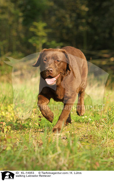 laufender Labrador Retriever / walking Labrador Retriever / KL-14953