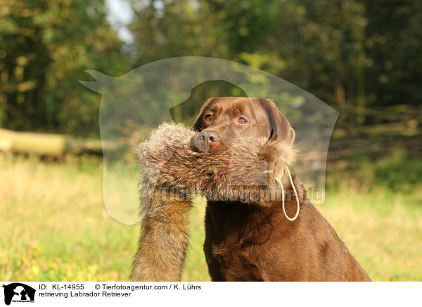apportierender Labrador Retriever / retrieving Labrador Retriever / KL-14955
