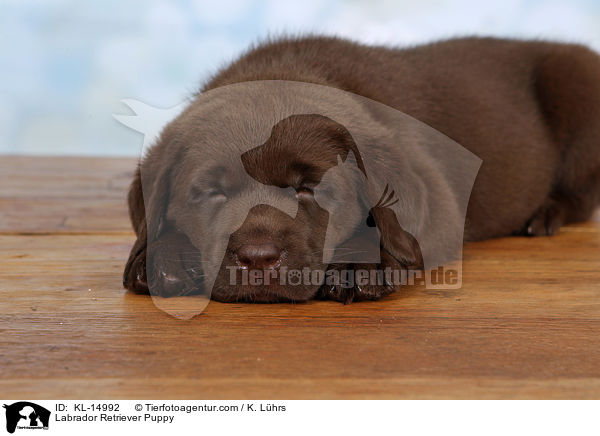 Labrador Retriever Welpe / Labrador Retriever Puppy / KL-14992