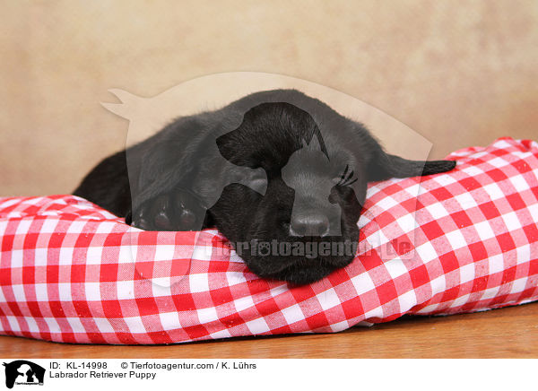 Labrador Retriever Welpe / Labrador Retriever Puppy / KL-14998