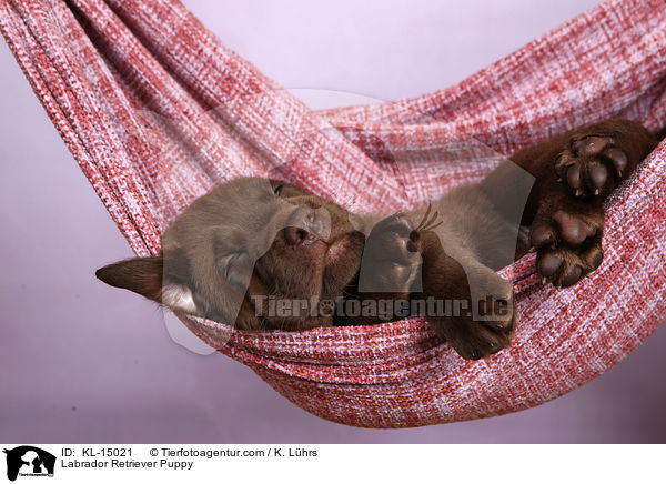 Labrador Retriever Welpe / Labrador Retriever Puppy / KL-15021