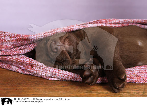 Labrador Retriever Welpe / Labrador Retriever Puppy / KL-15023