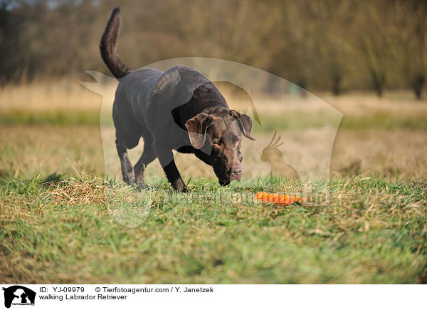 laufender Labrador Retriever / walking Labrador Retriever / YJ-09979