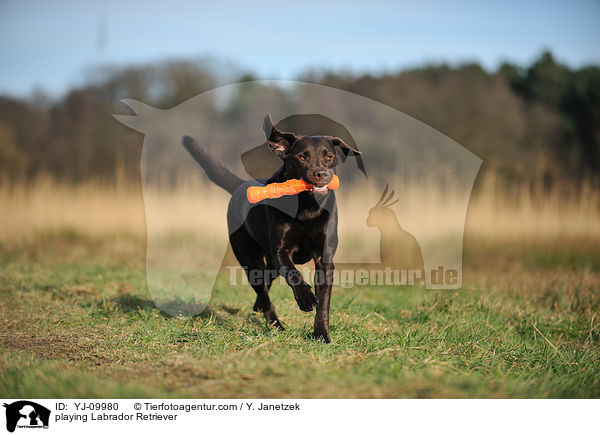 spielender Labrador Retriever / playing Labrador Retriever / YJ-09980