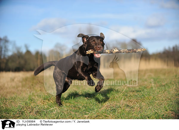 spielender Labrador Retriever / playing Labrador Retriever / YJ-09984