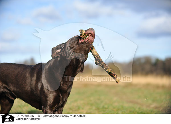 Labrador Retriever / Labrador Retriever / YJ-09985