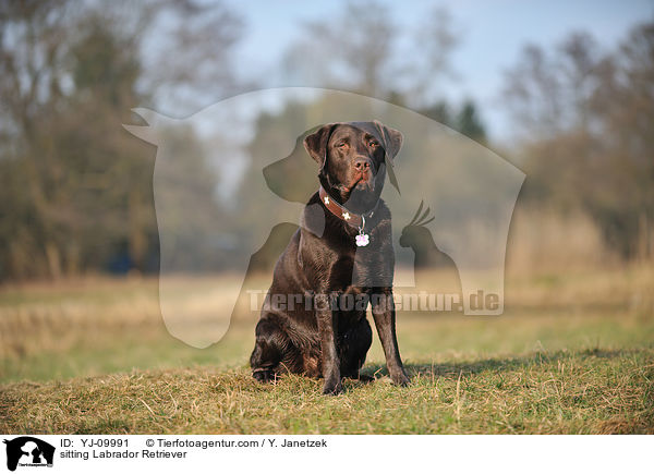 sitzender Labrador Retriever / sitting Labrador Retriever / YJ-09991