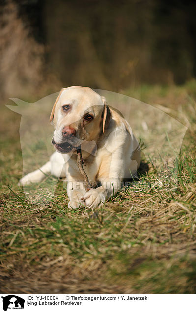 liegender Labrador Retriever / lying Labrador Retriever / YJ-10004