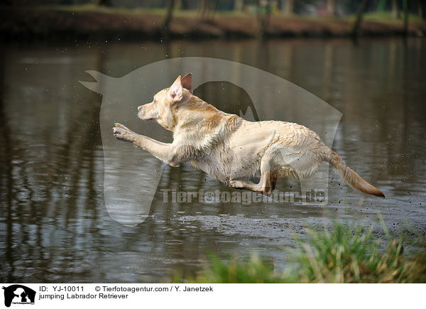 springender Labrador Retriever / jumping Labrador Retriever / YJ-10011