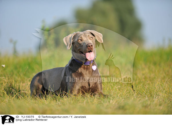 liegender Labrador Retriever / lying Labrador Retriever / YJ-10075