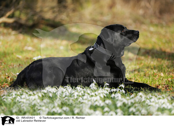 alter Labrador Retriever / old Labrador Retriever / RR-65401