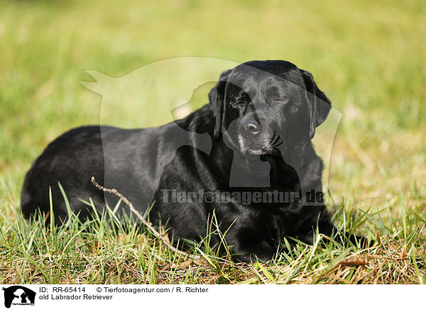 alter Labrador Retriever / old Labrador Retriever / RR-65414