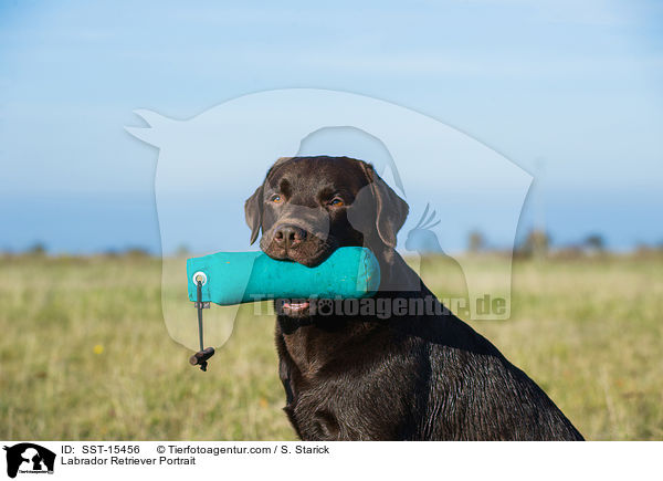 Labrador Retriever Portrait / Labrador Retriever Portrait / SST-15456