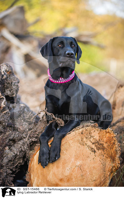 liegender Labrador Retriever / lying Labrador Retriever / SST-15466