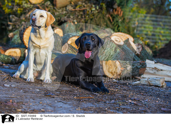 2 Labrador Retriever / 2 Labrador Retriever / SST-15469