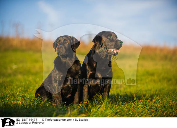 2 Labrador Retriever / 2 Labrador Retriever / SST-15477
