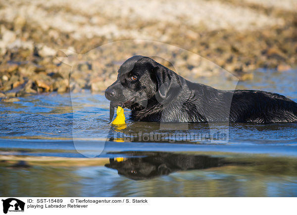 spielender Labrador Retriever / playing Labrador Retriever / SST-15489