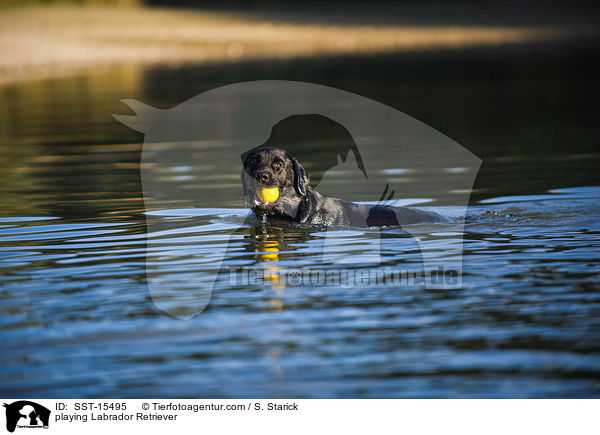 spielender Labrador Retriever / playing Labrador Retriever / SST-15495