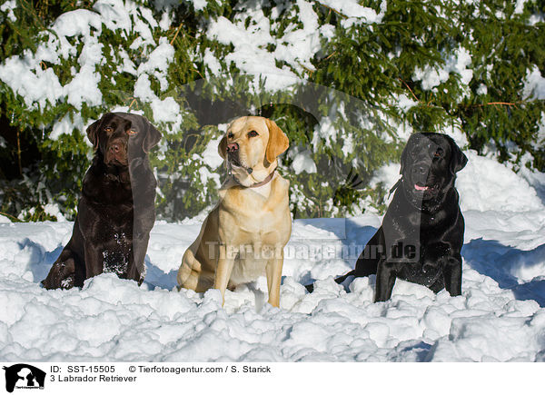 3 Labrador Retriever / 3 Labrador Retriever / SST-15505