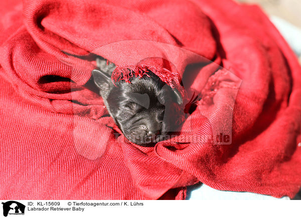 Labrador Retriever Baby / Labrador Retriever Baby / KL-15609