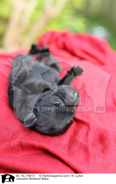 Labrador Retriever Baby / Labrador Retriever Baby / KL-15613