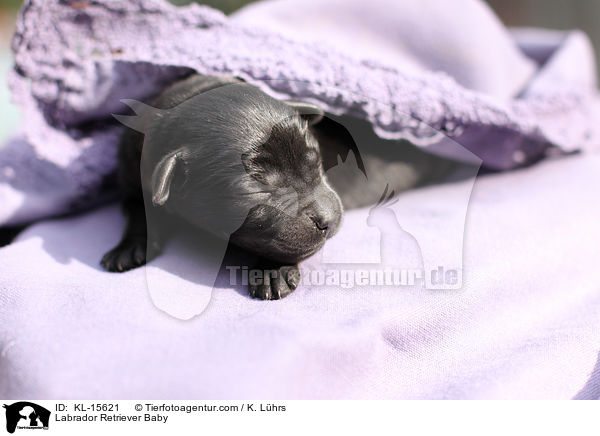 Labrador Retriever Baby / Labrador Retriever Baby / KL-15621