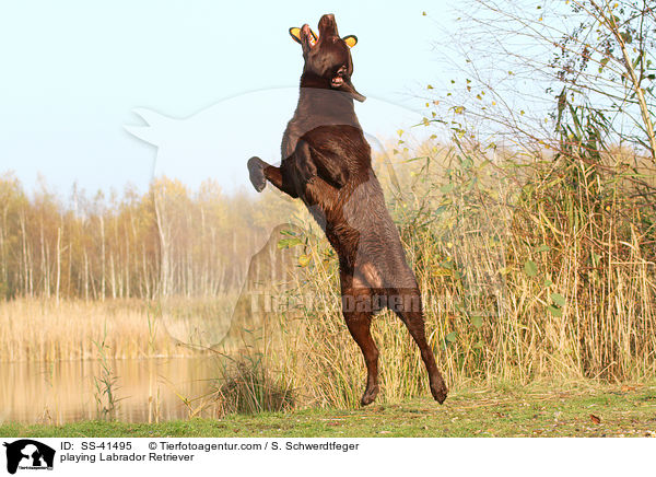 spielender Labrador Retriever / playing Labrador Retriever / SS-41495