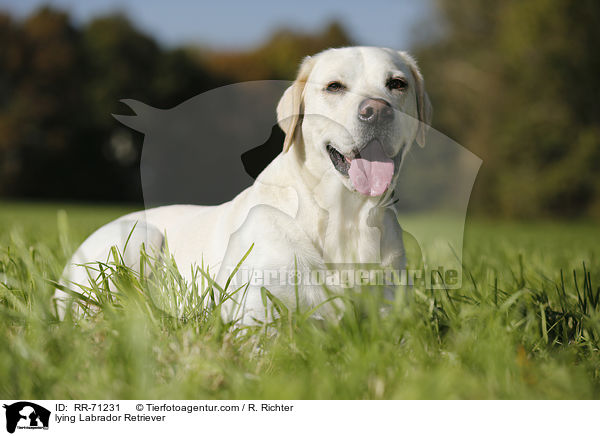 liegender Labrador Retriever / lying Labrador Retriever / RR-71231