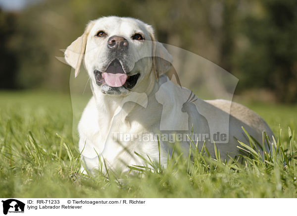 liegender Labrador Retriever / lying Labrador Retriever / RR-71233