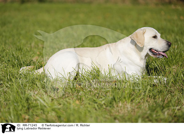 liegender Labrador Retriever / lying Labrador Retriever / RR-71245