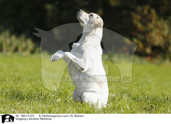 Labrador Retriever macht Mnnchen / begging Labrador Retriever / RR-71270