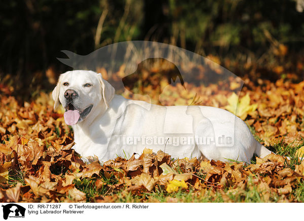 liegender Labrador Retriever / lying Labrador Retriever / RR-71287