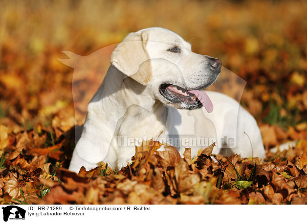liegender Labrador Retriever / lying Labrador Retriever / RR-71289