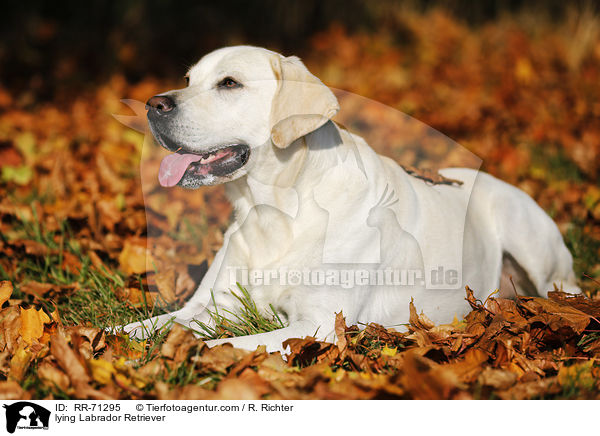 liegender Labrador Retriever / lying Labrador Retriever / RR-71295