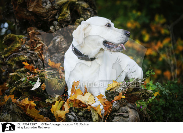 liegender Labrador Retriever / lying Labrador Retriever / RR-71297