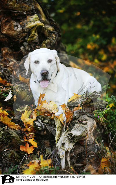 liegender Labrador Retriever / lying Labrador Retriever / RR-71299
