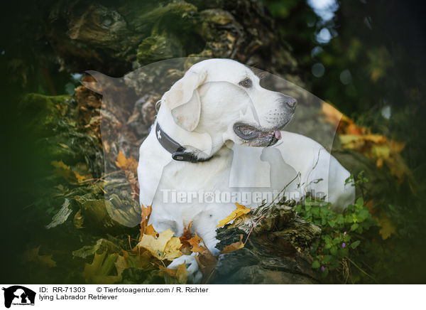 liegender Labrador Retriever / lying Labrador Retriever / RR-71303
