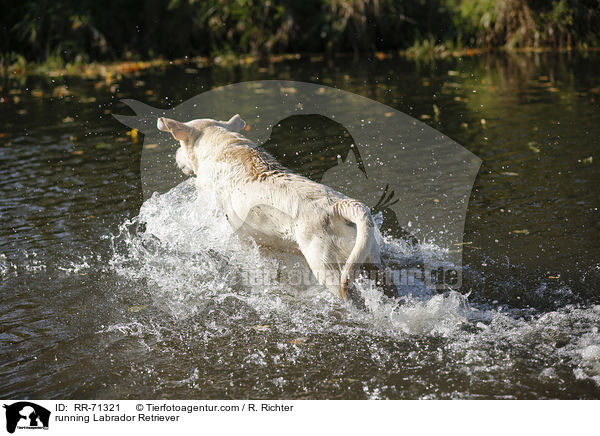 rennender Labrador Retriever / running Labrador Retriever / RR-71321