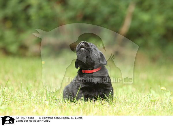 Labrador Retriever Welpe / Labrador Retriever Puppy / KL-15856