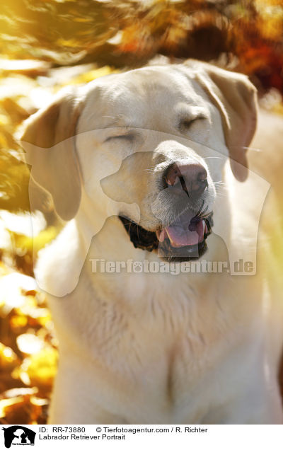 Labrador Retriever Portrait / Labrador Retriever Portrait / RR-73880