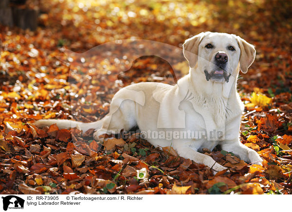 liegender Labrador Retriever / lying Labrador Retriever / RR-73905