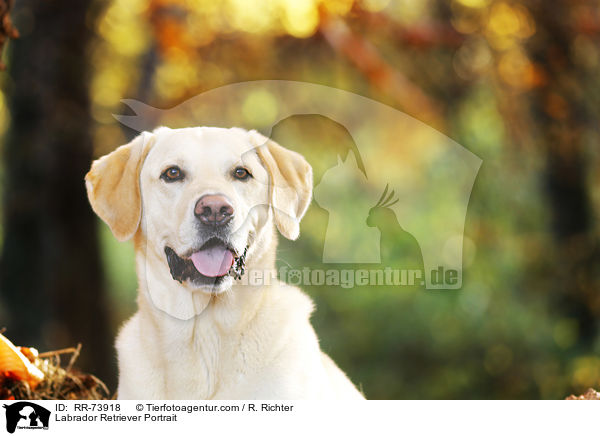 Labrador Retriever Portrait / Labrador Retriever Portrait / RR-73918