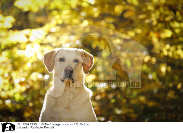 Labrador Retriever Portrait / Labrador Retriever Portrait / RR-73933
