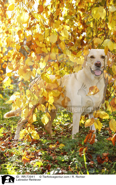 Labrador Retriever / Labrador Retriever / RR-73941