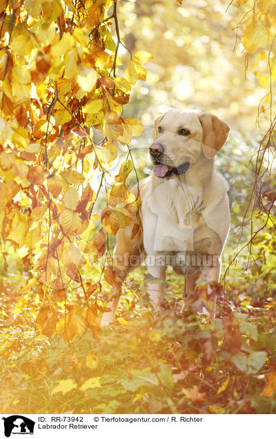 Labrador Retriever / Labrador Retriever / RR-73942
