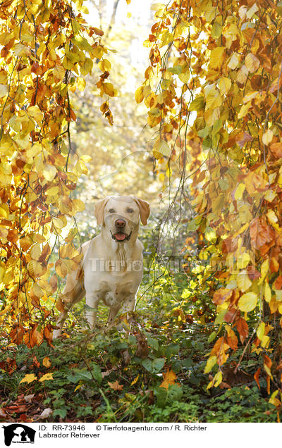 Labrador Retriever / Labrador Retriever / RR-73946